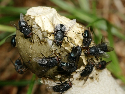 Blow flies