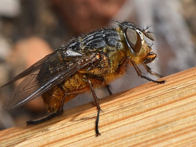 Blowfly