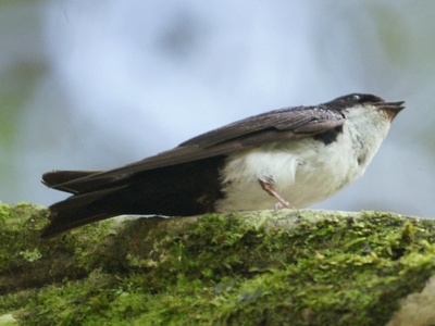 Blue-and-white Swallow