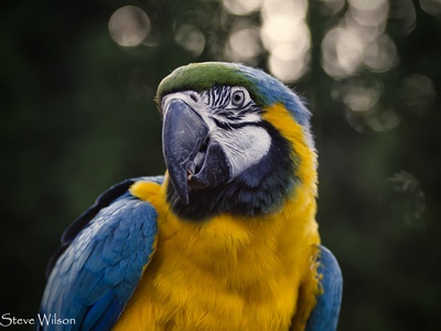 Blue-and-yellow Macaw