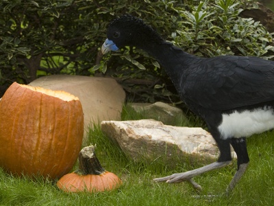 Blue-billed Curassow