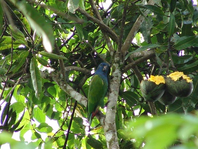 Blue-headed Parrot