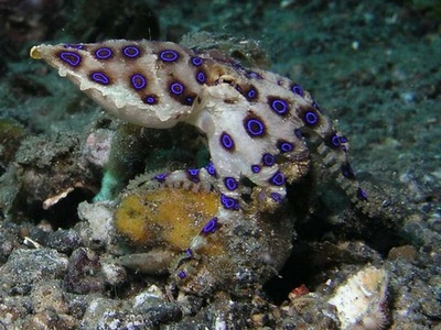 Blue-ringed octopus