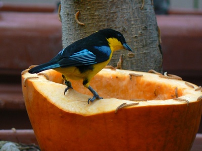 Blue-winged Mountain-Tanager
