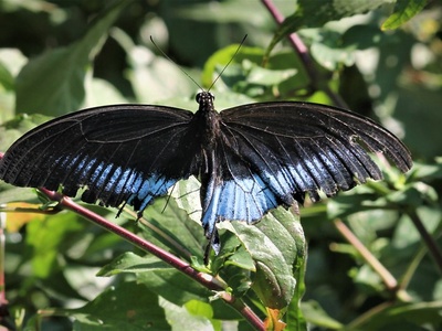 Blue Mormon (Papilionidae)