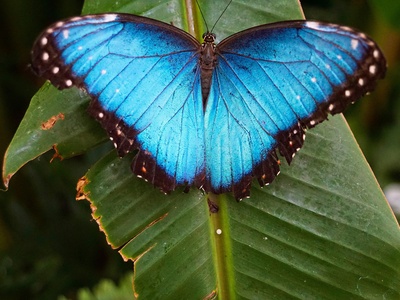 Blue morpho butterfly