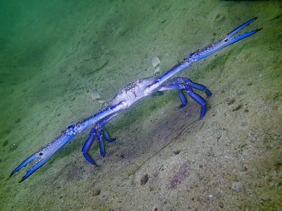 Blue swimmer crab