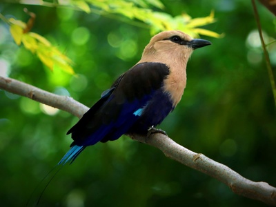 Blue‑bellied Roller