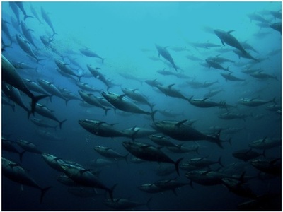 Bluefin tuna
