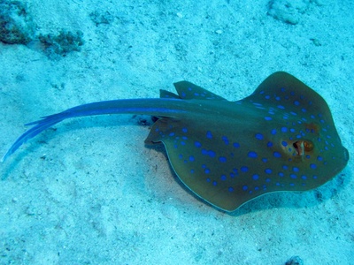 Bluespotted ribbontail ray