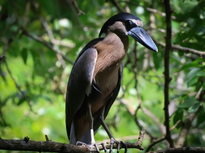 Boat-billed heron