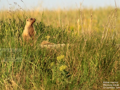 Bobak marmot