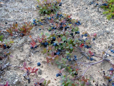 Bog bilberry (bog blueberry)