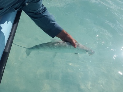 Bonefish
