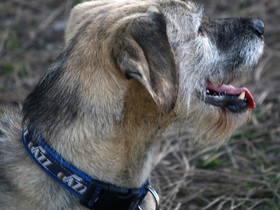 Border Terrier