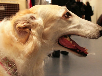 Borzoi
