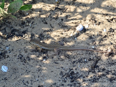Bosk's fringe-toed lizard