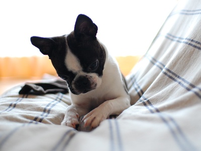 Boston Terrier