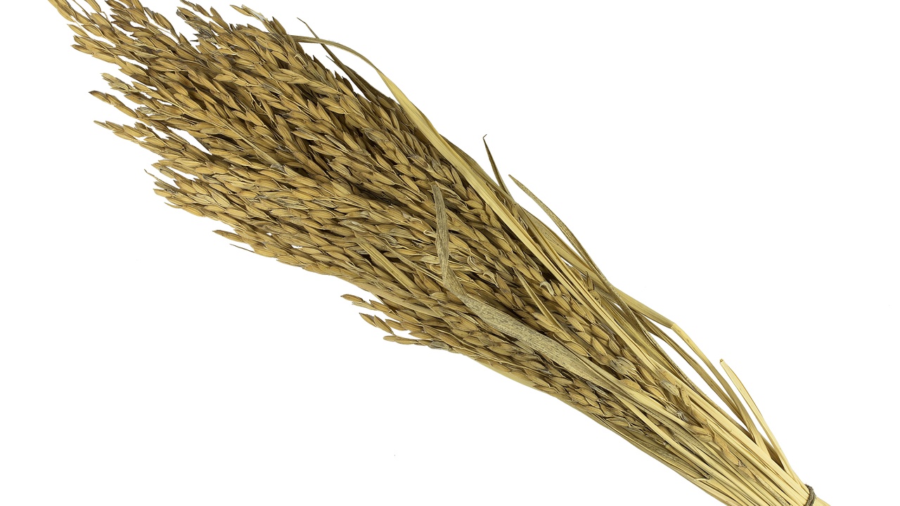 Oryza sativa paddy field contrasted with wild rice marsh and cedar canoe harvest