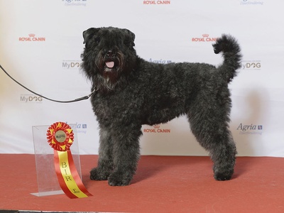 Bouvier des Flandres