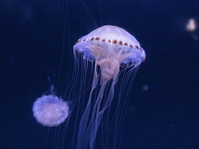 Box jellyfish