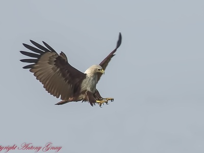 Brahminy kite