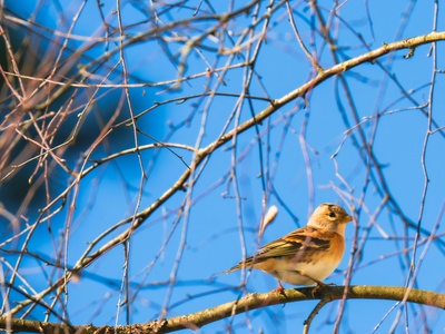 Brambling