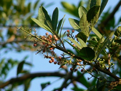 Brazilian pepper tree (aroeira)