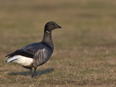 Brent Goose