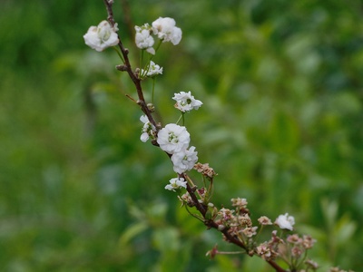 Bridal Wreath Spirea