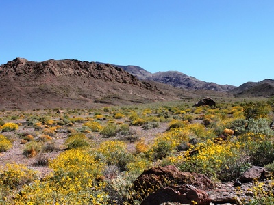 Brittlebush
