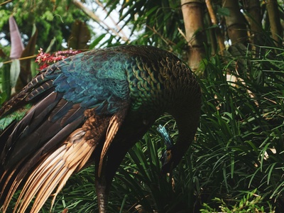 Bronze-winged Parrot