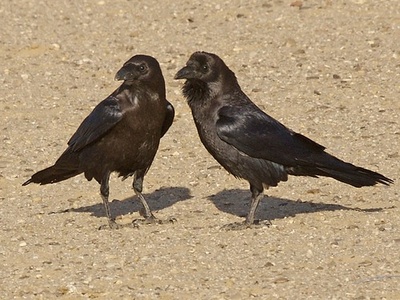 Brown-necked raven