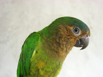 Brown-throated Parakeet