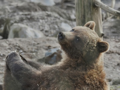 Brown bear (grizzly)