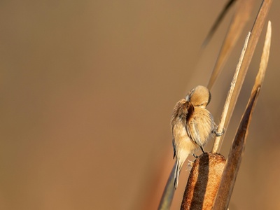 Brown garden snail (introduced Eurasian)