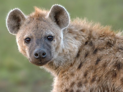 Brown hyena