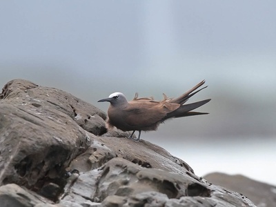 Brown noddy