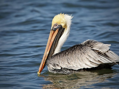 Brown pelican