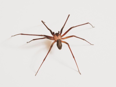Brown recluse spider