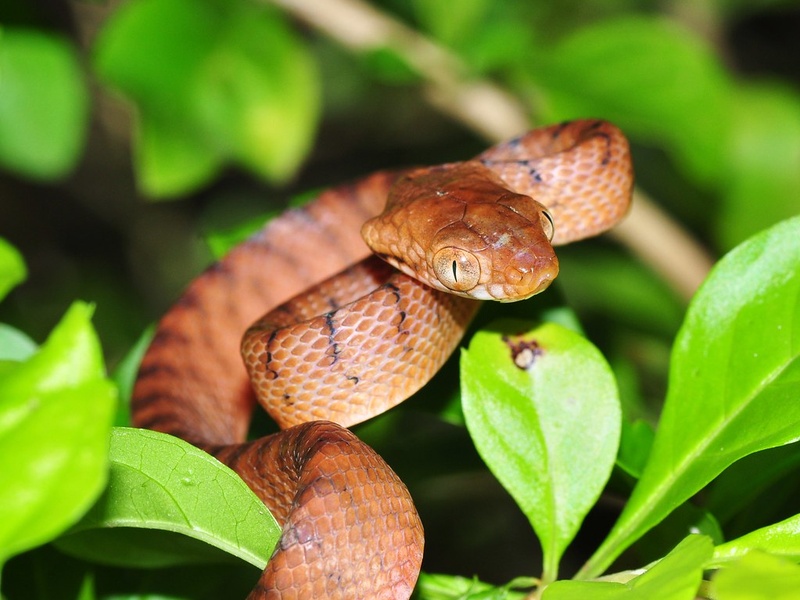 List of Forest Reptiles - Flora Fauna Fun