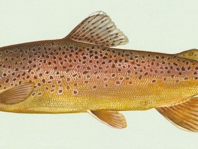 Brown trout