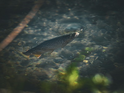 Brown trout