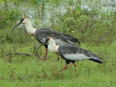 Buff-necked Ibis