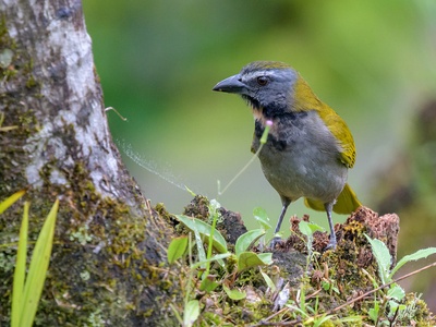 Buff-throated Saltator