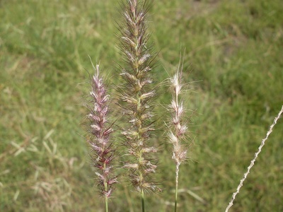 Buffel grass