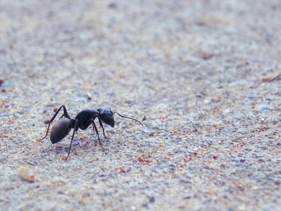 Bullet ant