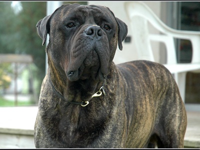 Bullmastiff