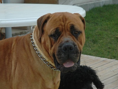 Bullmastiff