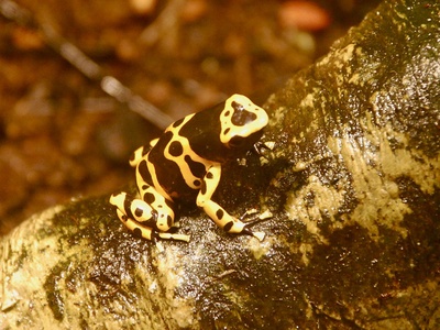 Bumblebee Poison Frog